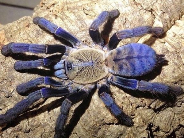 Hati Hati 1cm - Cyriopagopus