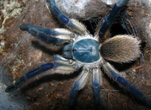 Island Blue Baboon 1cm Monocentropus Balfouri