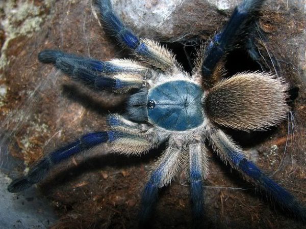 Island Blue Baboon 1cm Monocentropus Balfouri