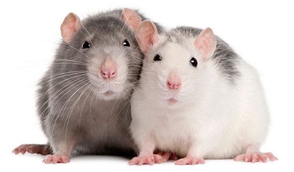 Frozen Rat