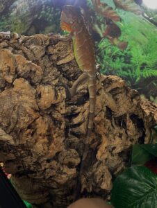 Red Iguana 8-10 Months