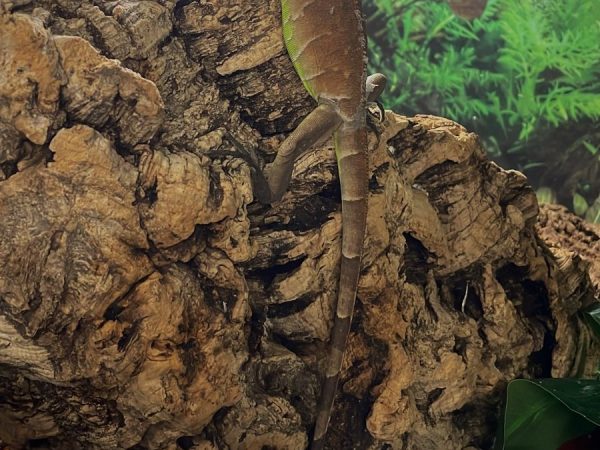 Red Iguana 8-10 Months