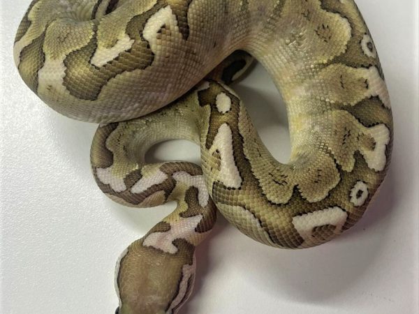 Bamboo Pastel Male Sub Adult Ball Python