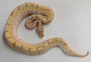 Banana Spider Ball Python Hatchling