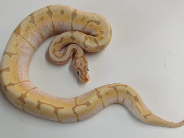 Banana Spider Ball Python Hatchling