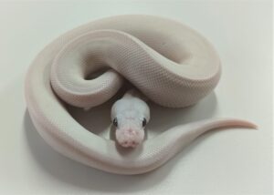 Bel Male Yearling Ball Python