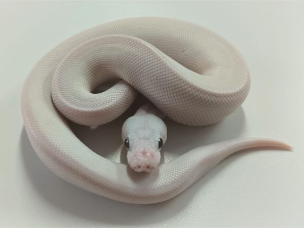 Bel Male Yearling Ball Python