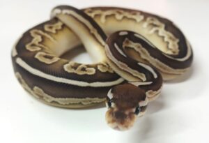 Black Pastel Butter Leopard  Female