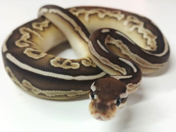 Black Pastel Butter Leopard Female