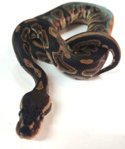 Black Pastel Chocolate Male