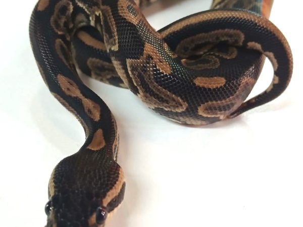 Black Pastel Chocolate Male