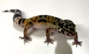 Bold  Leopard Gecko