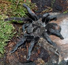 Brazilian Black Grammostola pulchra Sling