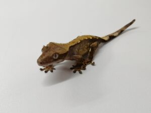 Crested Gecko Hatchling