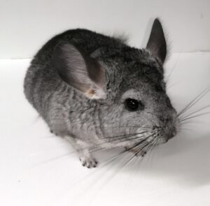 Chinchilla Sub Adult Male