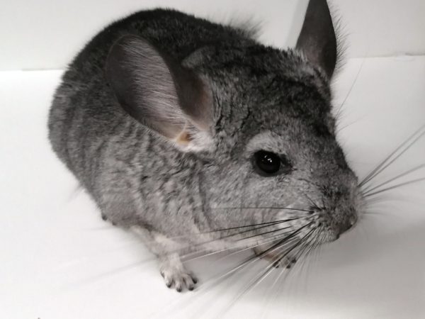 Chinchilla Sub Adult Male