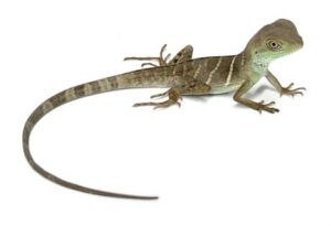 Chinese Water Dragon Hatchlings Male/Female