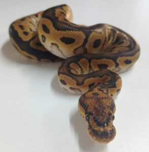 Clown Ball Python Juvenile Female