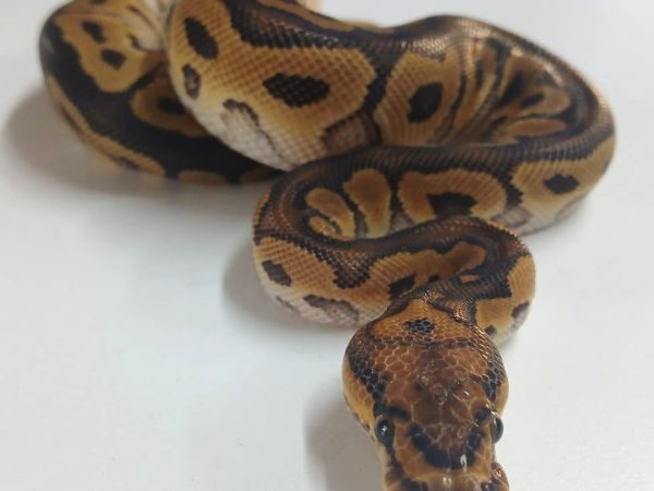 Clown Ball Python Juvenile Male