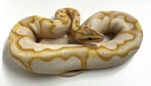 Coral Glow Enchi Sugar Male Sub Adult