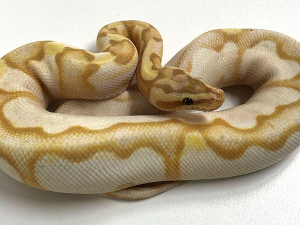 Coral Glow Enchi Sugar Male Sub Adult