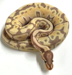 Coral Glow het Clown Ball Python Hatchling Male