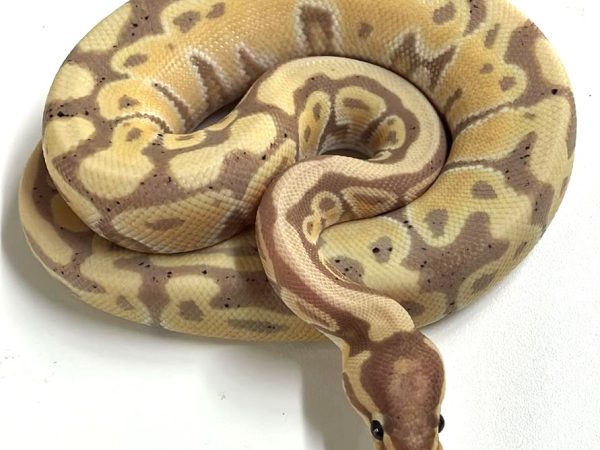 Coral Glow het Clown Ball Python Hatchling Male