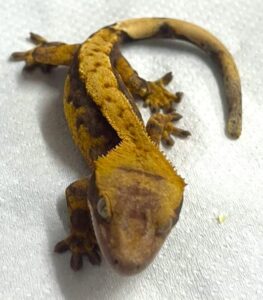 Creamsicle Crested Gecko