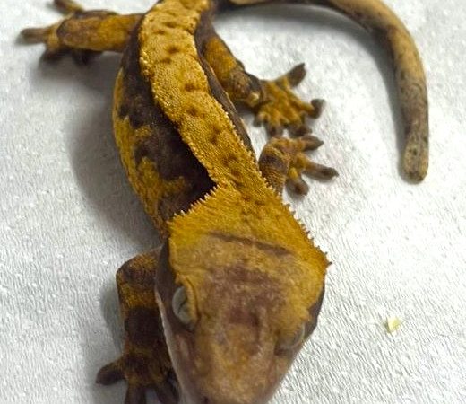 Creamsicle Crested Gecko
