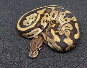 Cypress Honey Leopard Ball Python Male