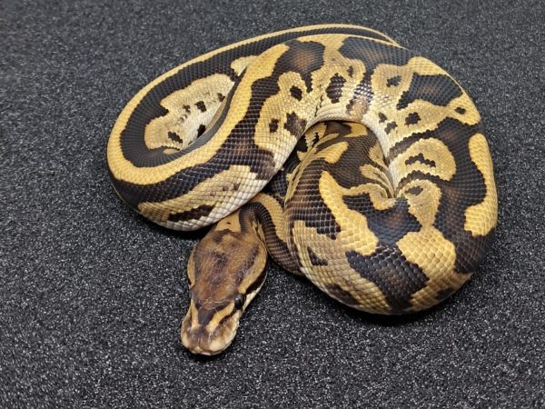 Cypress Honey Leopard Ball Python Male
