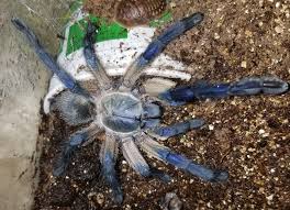 Dominican Republic Dwarf Scopelobates Sericeus
