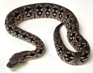 Dumeril's Boa Hatchling