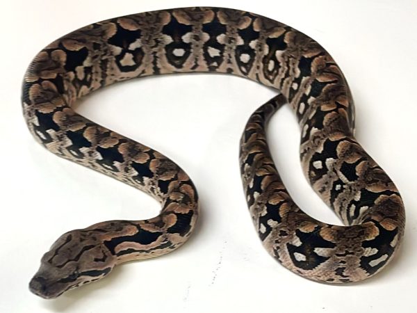 Dumeril's Boa Hatchling