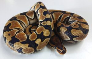 Enchi Special 100% HET Clown B/P Male Hatchling