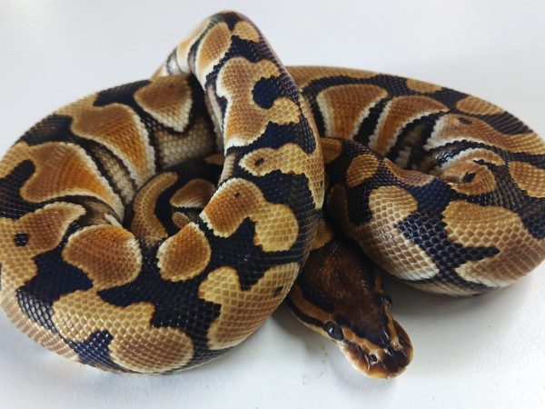 Enchi Special 100% HET Clown B/P Male Hatchling