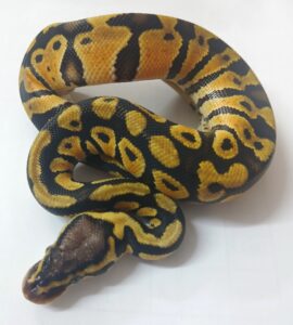Special Ball Python Female Hatchling