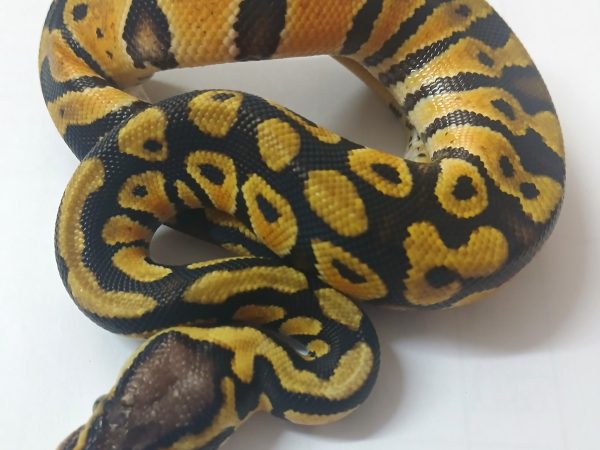 Special Ball Python Female Hatchling