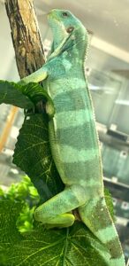 Fiji Banded Iguana Male