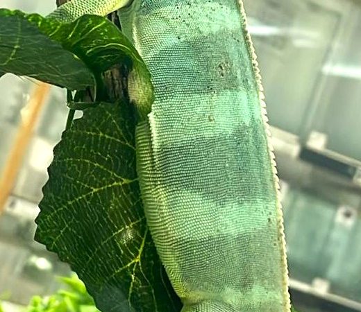 Fiji Banded Iguana Male