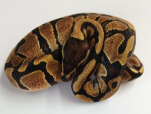 Fire Ball Python Female Hatchling