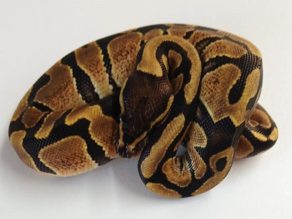 Fire Ball Python Female Hatchling