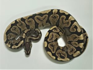 GHI Spotnose Ball Python Sub Adult Female