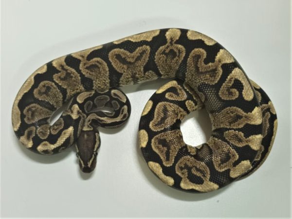 GHI Spotnose Ball Python Sub Adult Female
