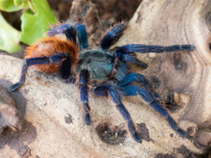 Green Bottle Blue Chromatopelma cyaneopubescens sl