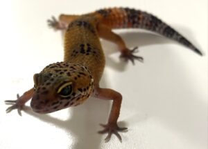 Hypo Leopard Gecko
