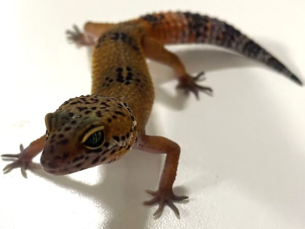 Hypo Leopard Gecko