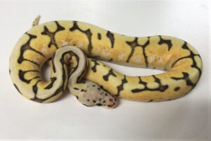 Killer Bee sub Adult Ball Python