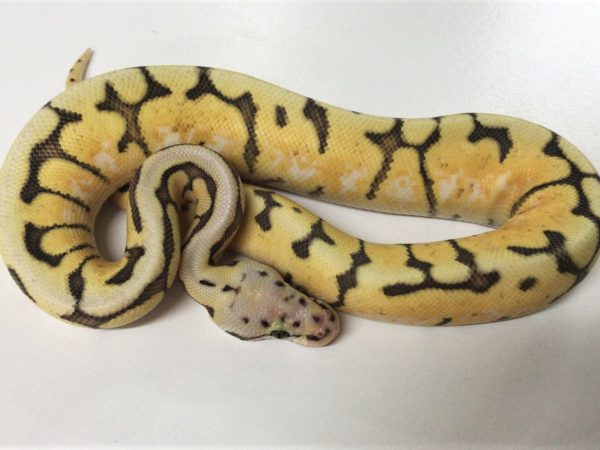 Killer Bee sub Adult Ball Python