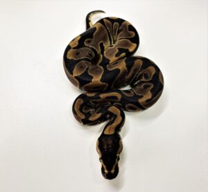 Leopard Ball Python Female Hatchling